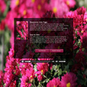 Free responsive web template
